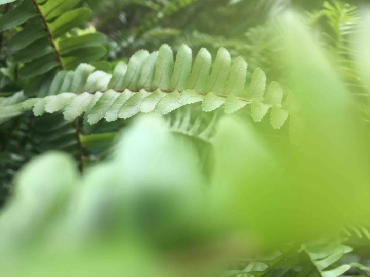 mi jardín