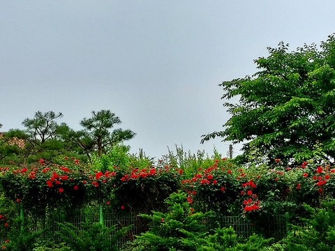 flower, wildflower वॉलपेपर