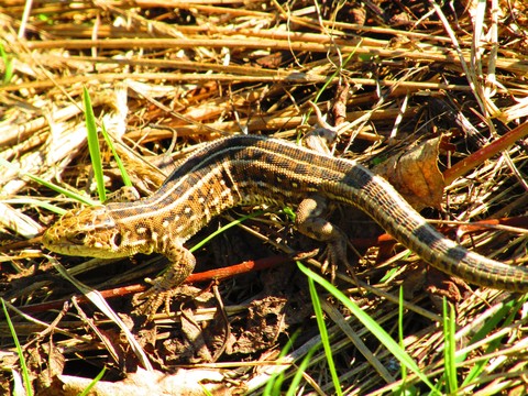 tapety reptile, plant