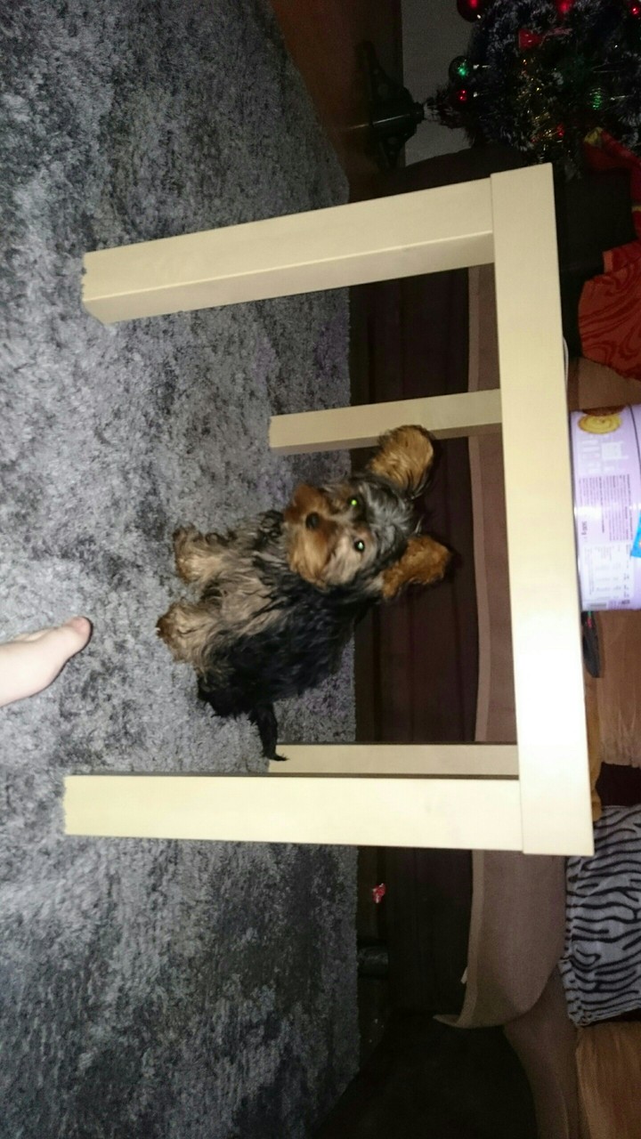 Timo