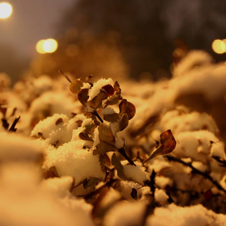 Winter