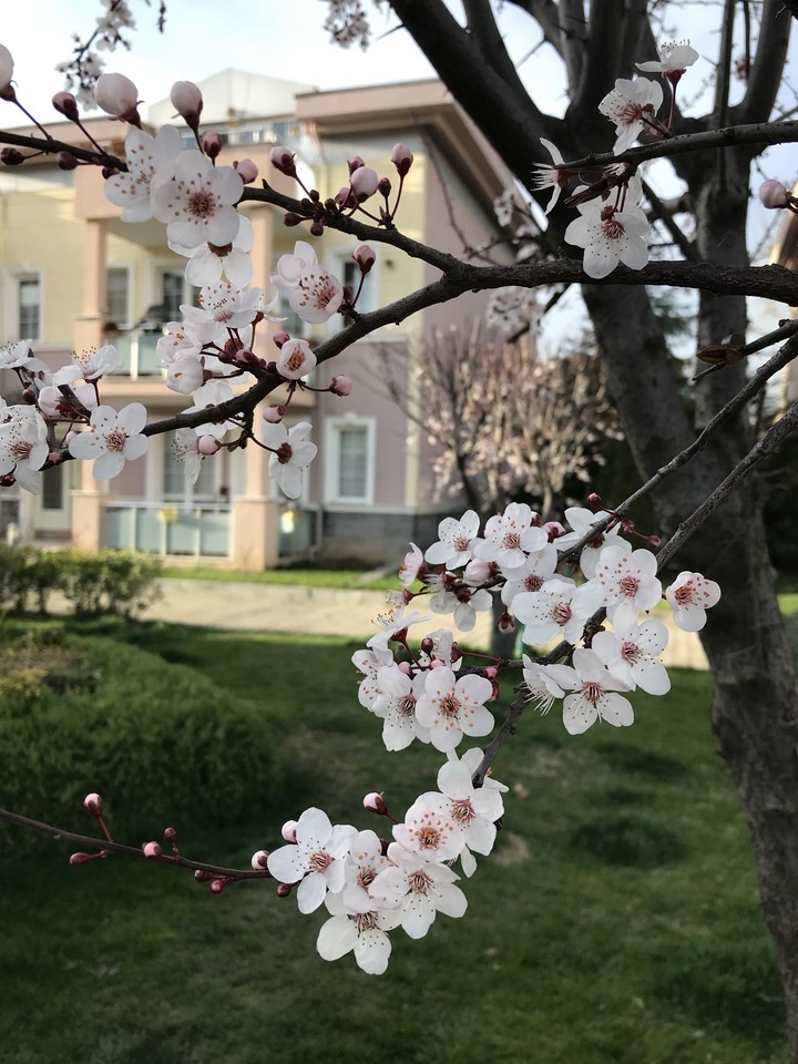 Spring arrived