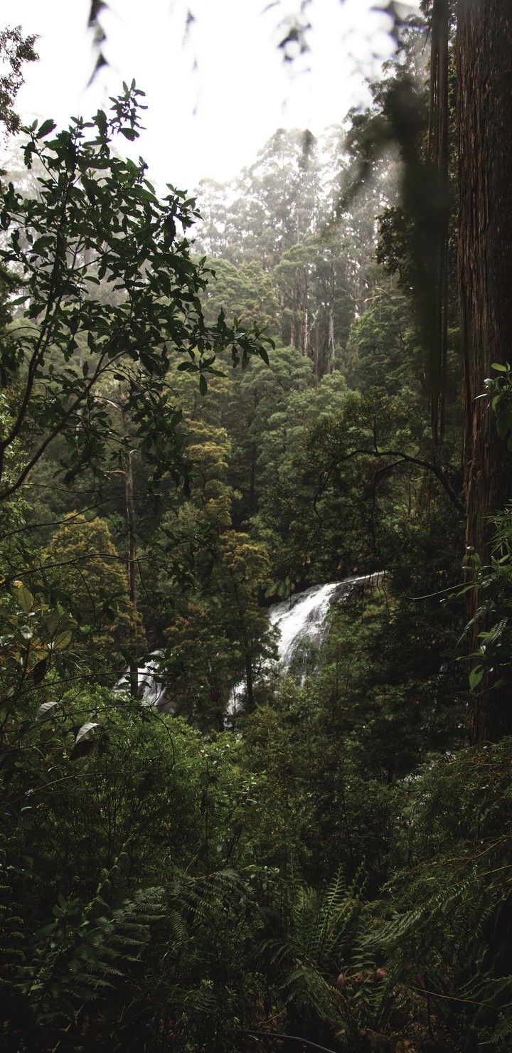 Jungle