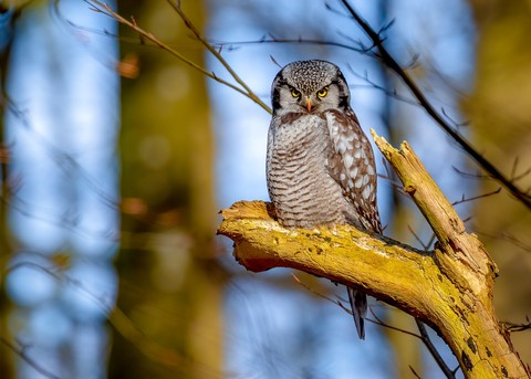 owl, twig wallpapers