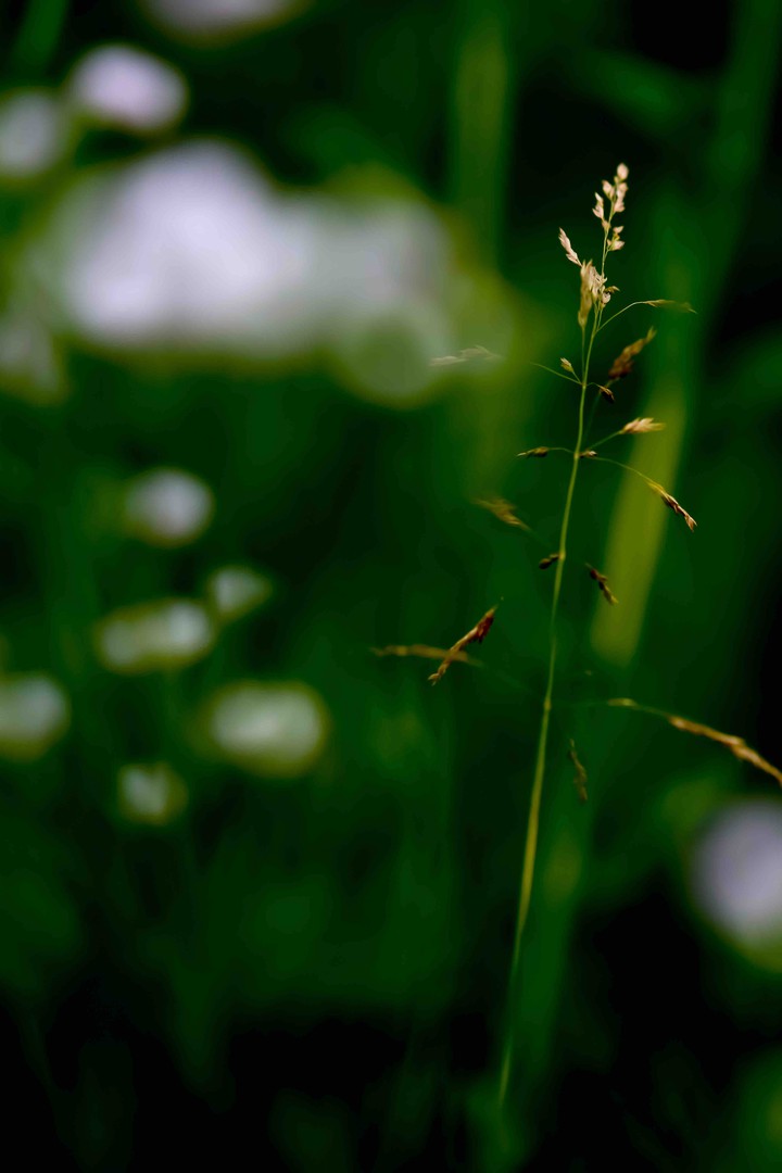 Botanical