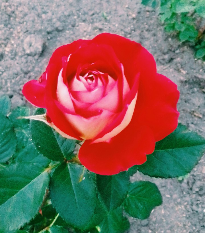 #rose #plant #flower #nature #red