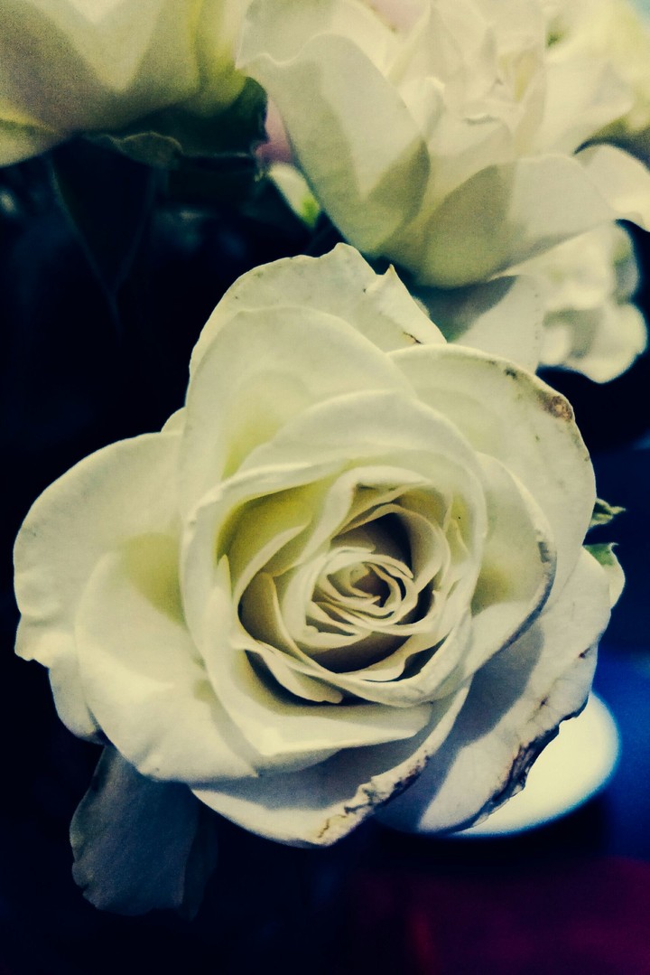 Lovely white