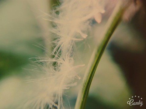 awesome flower