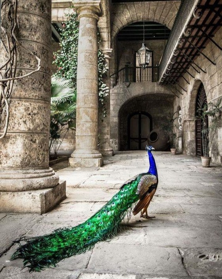 peacock páv