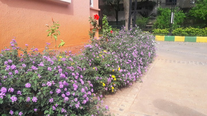 colourful flowers in my grannys building
