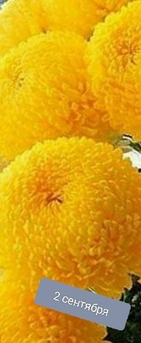 sfondi Yellow, Pollen