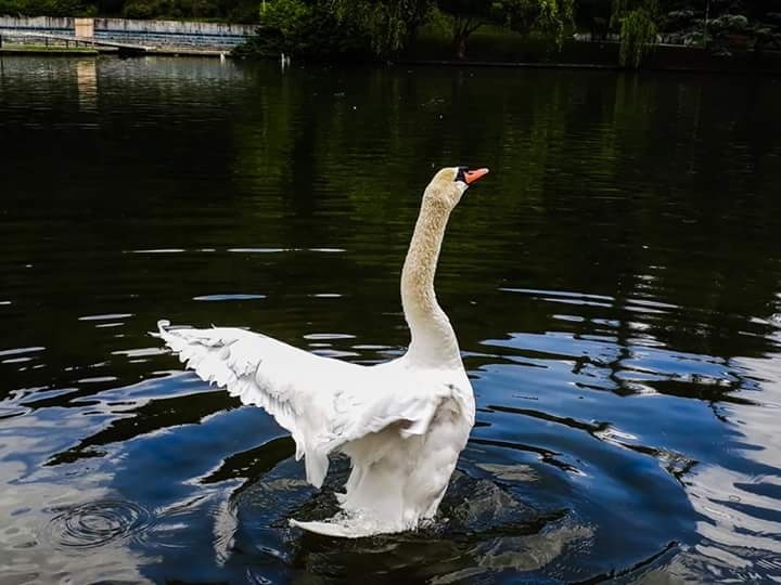 White swan