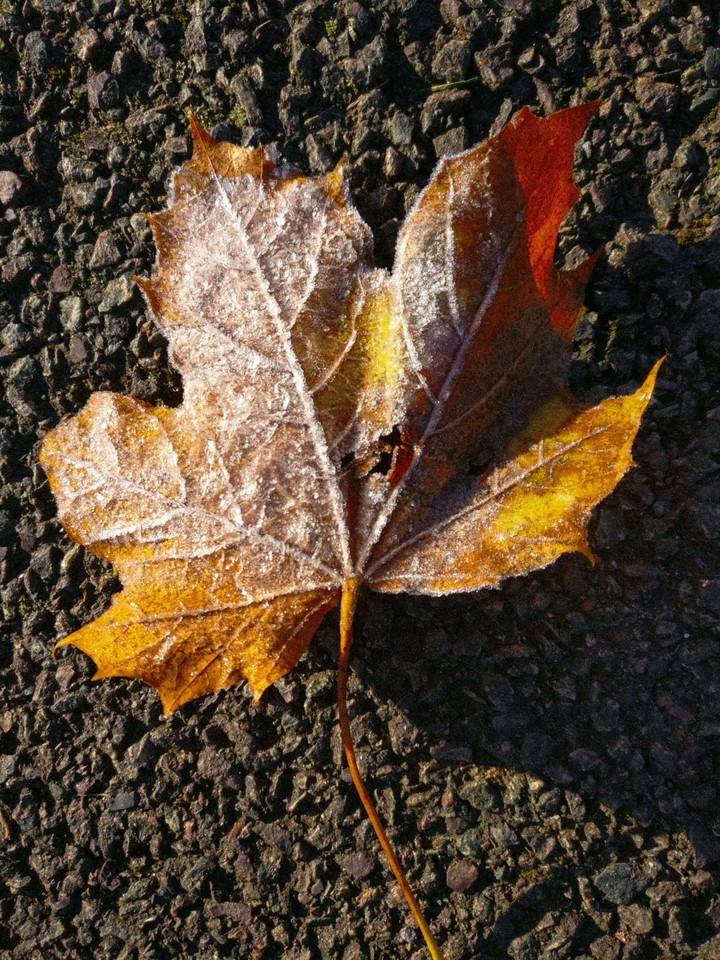 frozen leaf