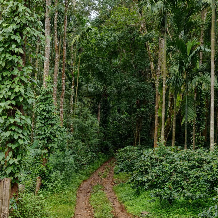 Into the Jungle