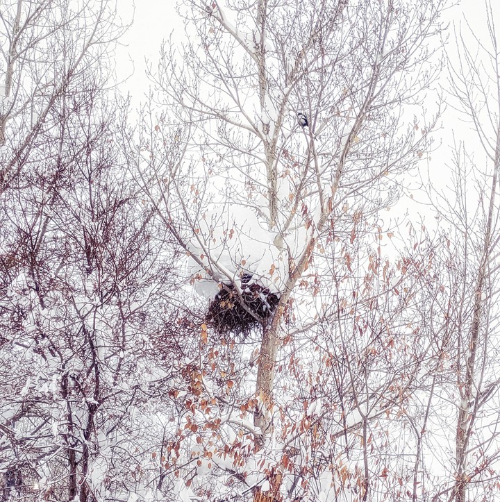 pica nest