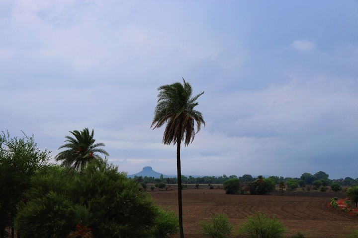 palm tree