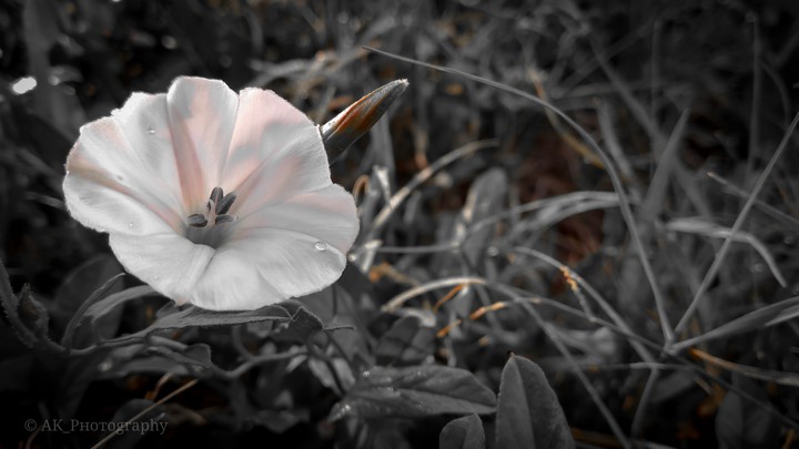 Love Nature