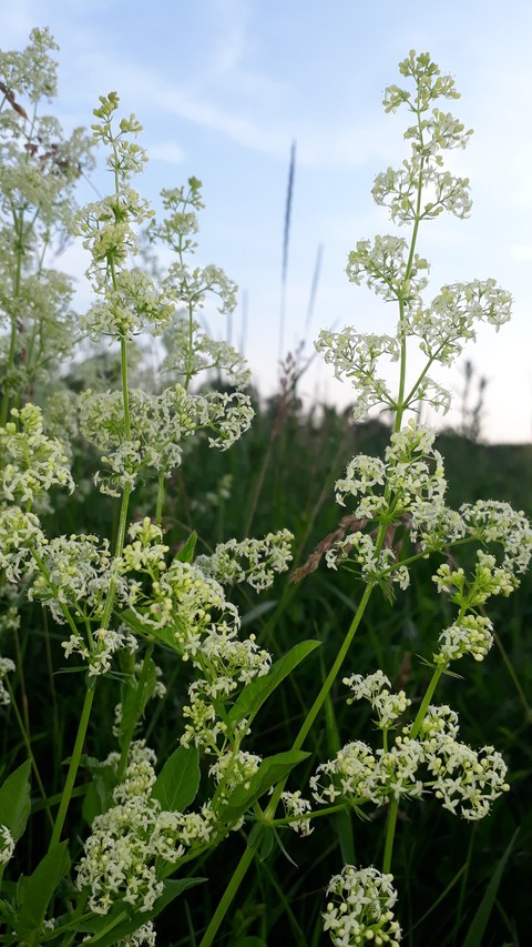 09.06.2019(Ольшанец)
