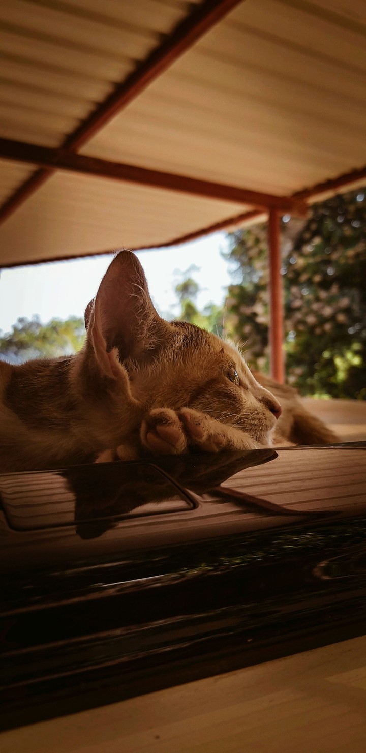 looking cat