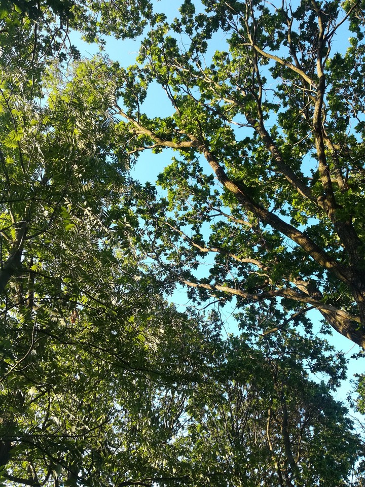Look up