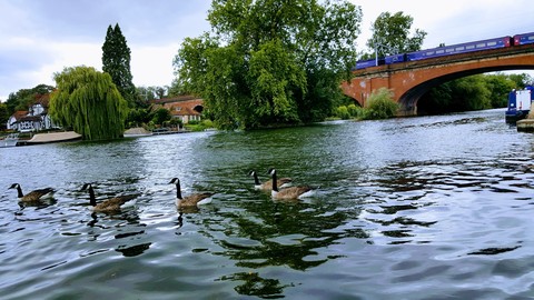 Swans and ducks in Thames