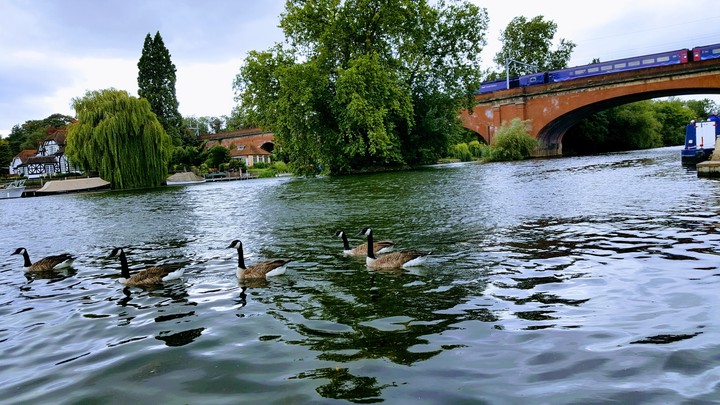 Swans and ducks in Thames