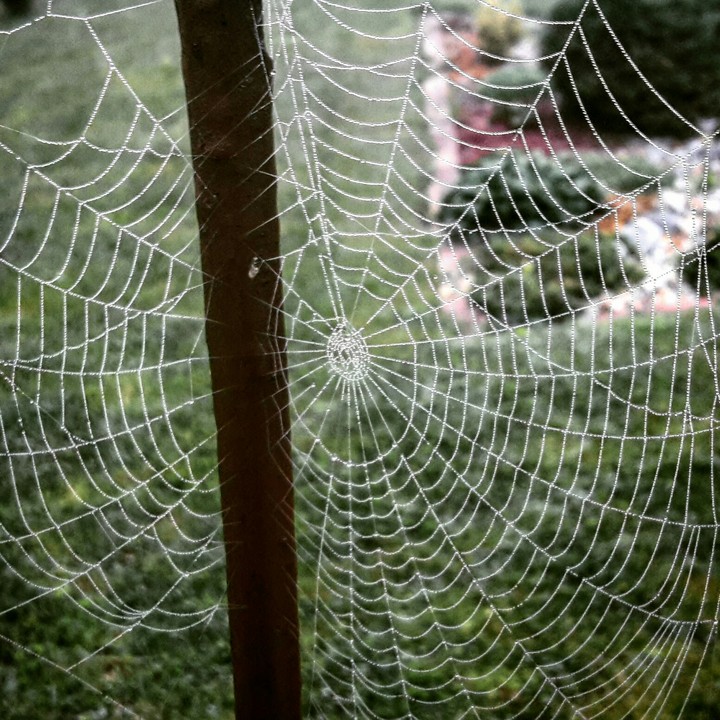 morning photography, #autumn #Spiderweb