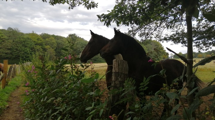 Just Horses