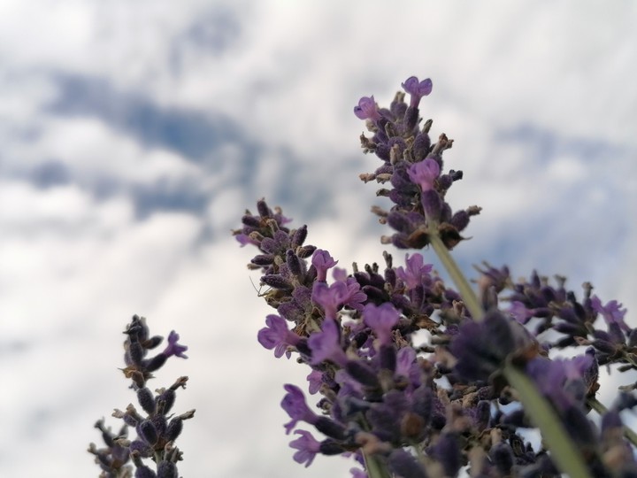 Lavender