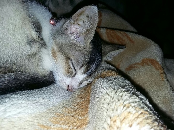 sleeping beauty