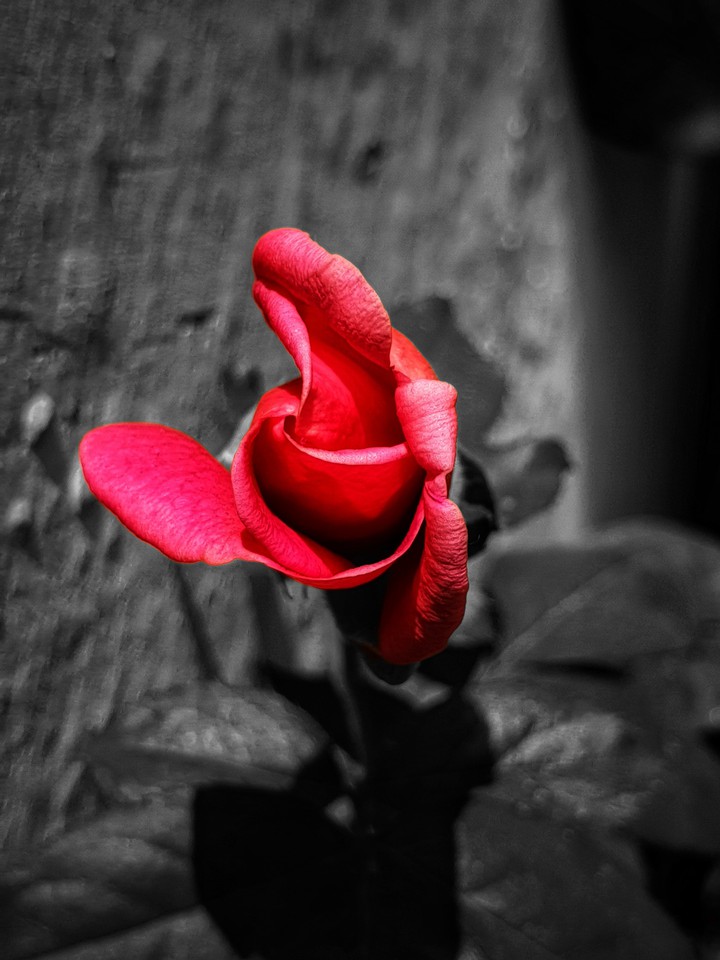 bud