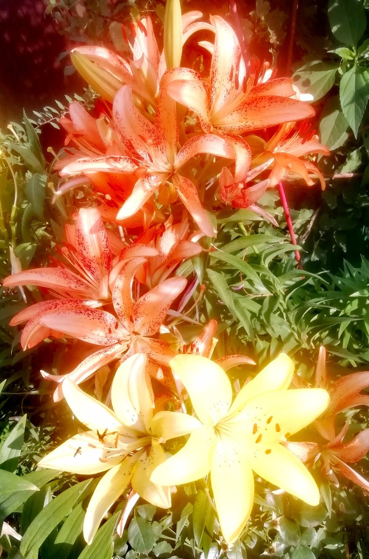 flowers