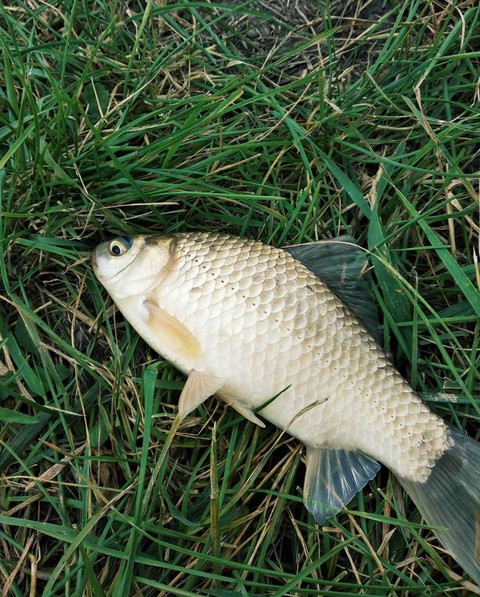 Fish