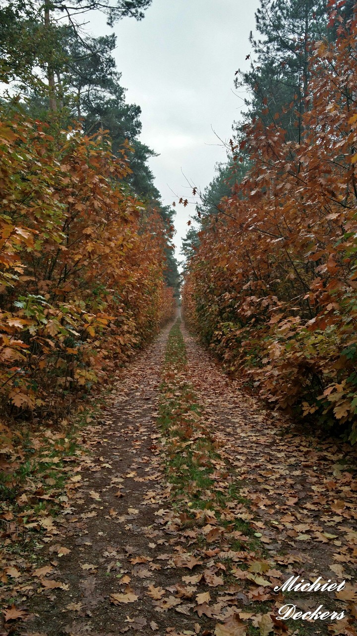 Endless road into an autumn forest