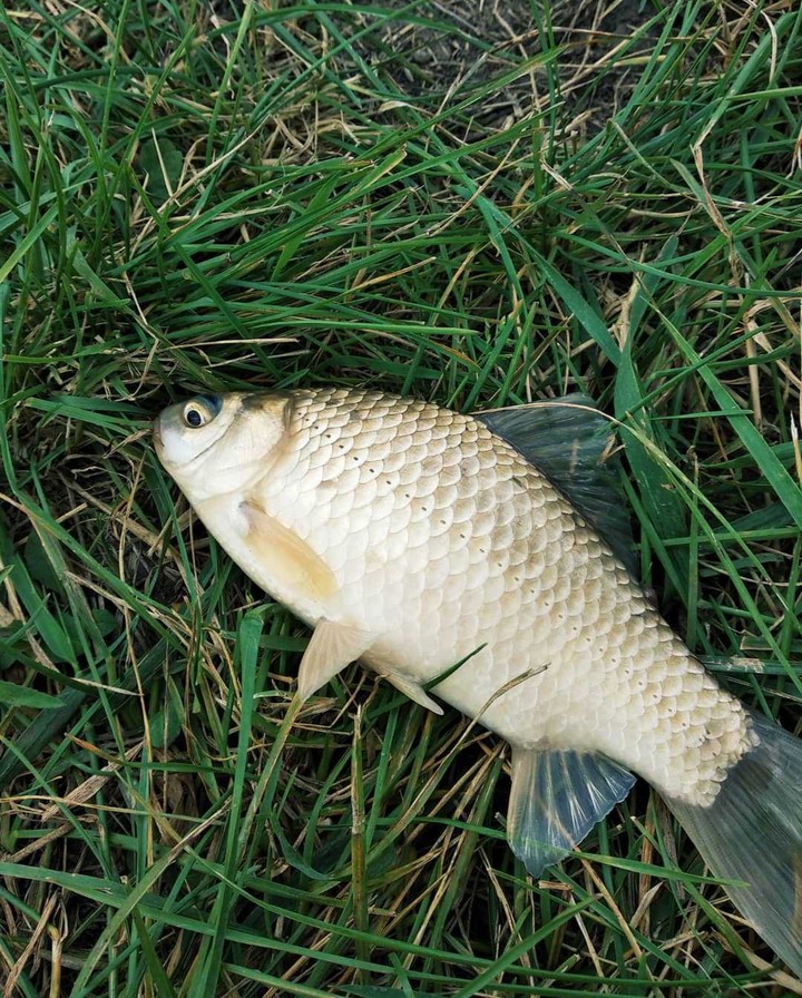 Fish
