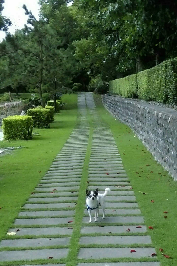 my dog