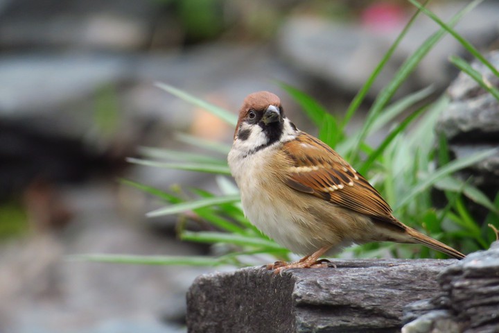bird