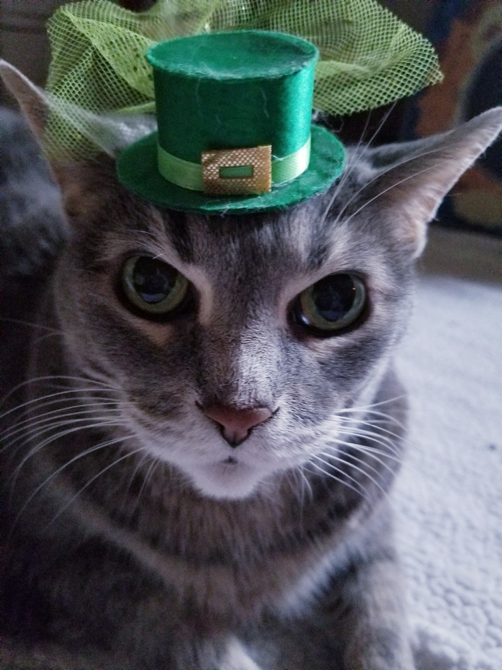 Irish kitty