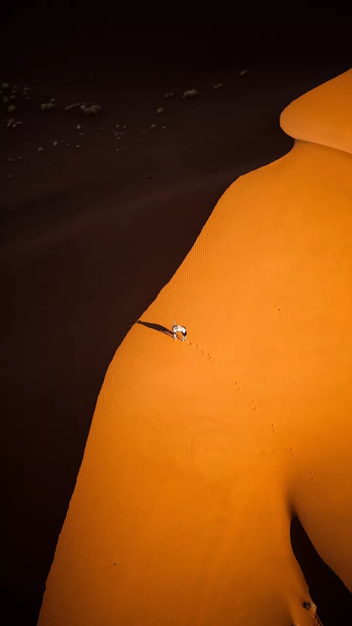 antelopes