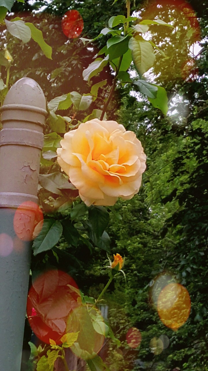Roadside Flower