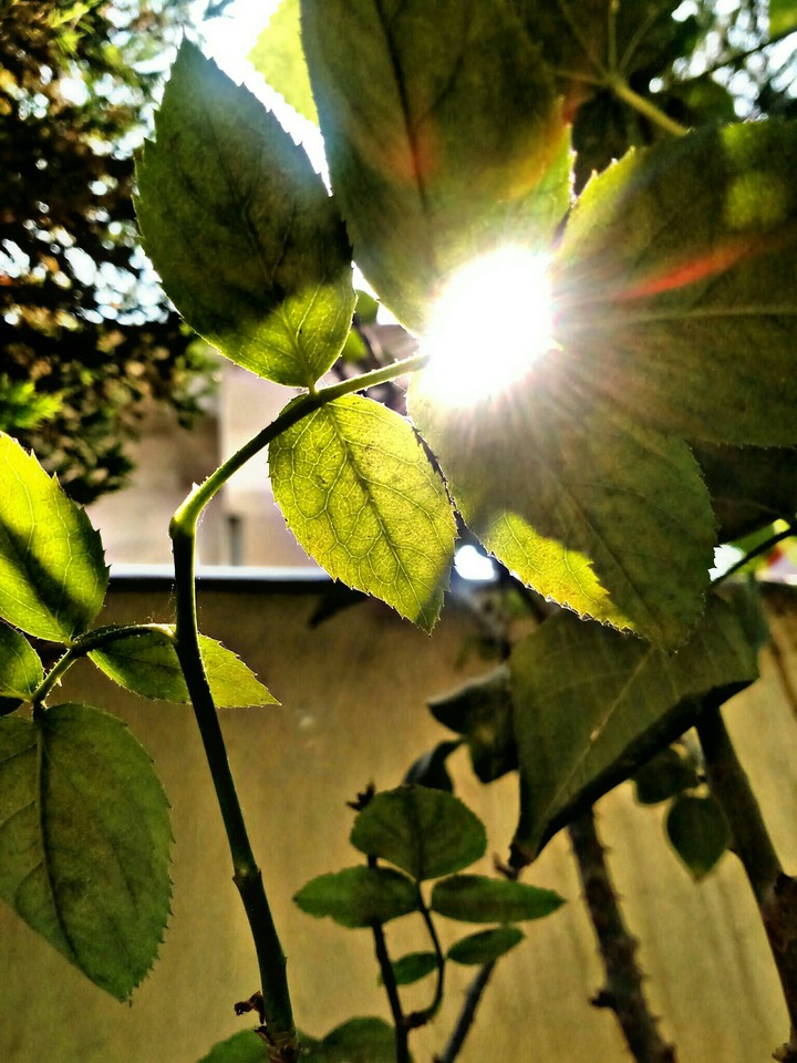 ROSE LEAVES