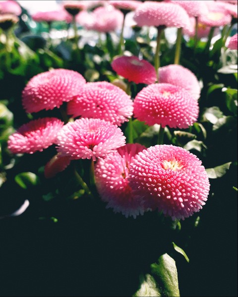plant, flower duvar kağıtları