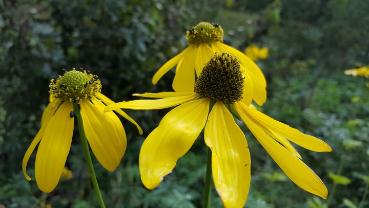 Flower power