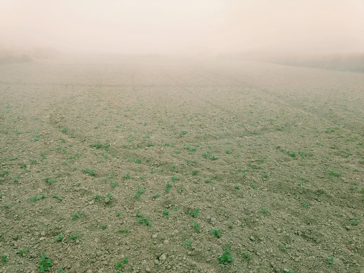 Germinating plant
