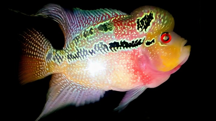 THE YELLOW FACE FLOWERHORN