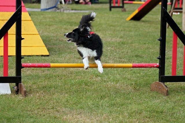 The Border Collie Because There Is No Better Dog