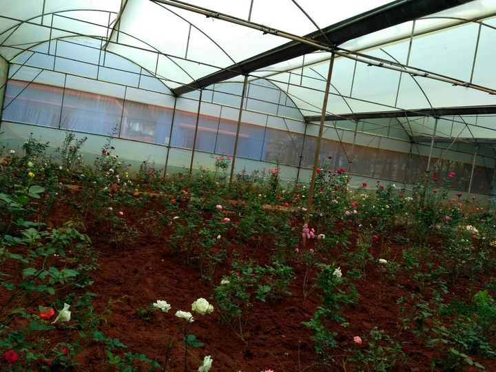 rose plantation