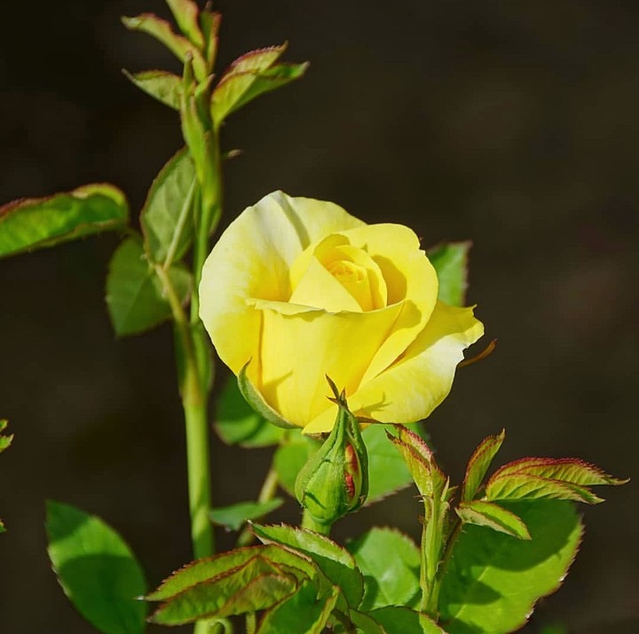Roses