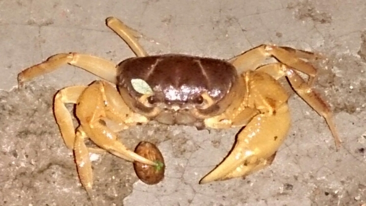 Angry Crab