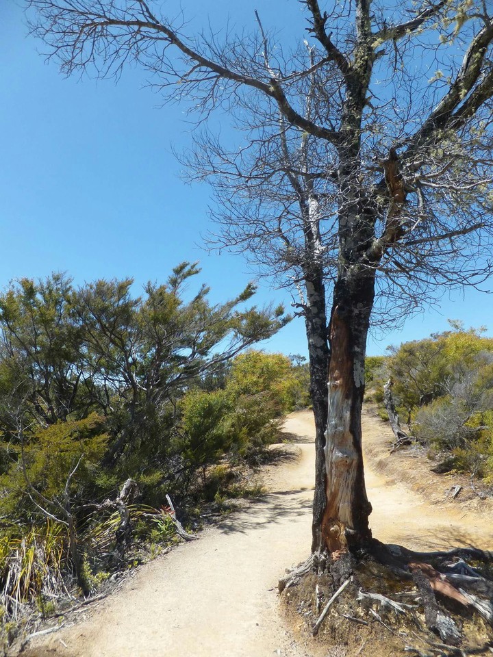 Desolate tree